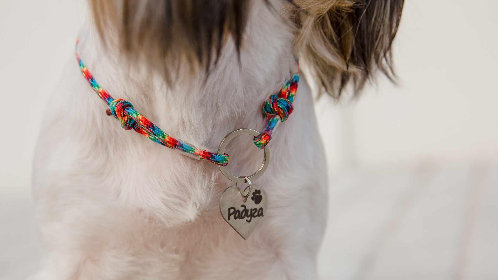 perro con su nombre en una chapa